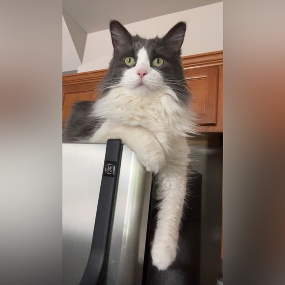 Meet your Posher, Max - Picture 3 of 3